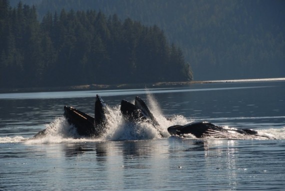 Humpback whales bubblenetting in Alaskan waters