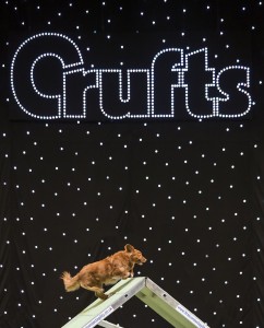 20160313 Copyright onEdition 2016 © Free for editorial use image, please credit: onEdition Picture shows Agility in the Main Arena, on the fourth and final day of Crufts 2016, at the NEC Birmingham. Crufts is the world's greatest dog show and this year will see around 22,000 healthy, happy dogs at the event, enjoying competing for the coveted 'Best in Show' title as well as the many other competitions that take place at the show, from Agility and Flyball to Eukanuba Friends for Life and Scruffts. Crufts 2016 runs from the 10th to the 13th March at the NEC, Birmingham. Crufts is the perfect opportunity for dog lovers to find out even more about the range of schemes, activities and events that they can get involved in, to ensure that they and their dog have a long, healthy and fulfilling relationship from puppyhood, all the way through their lives! For more information please contact the Press Office via: T: 020 7518 1008 / 1020 E: press.office@thekennelclub.org.uk For additional images please visit: http://www.w-w-i.com/crufts_2016/ If you require a higher resolution image or you have any other onEdition photographic enquiries, please contact onEdition on 0845 900 2 900 or email info@onEdition.com This image is copyright onEdition 2016©. This image has been supplied by onEdition and must be credited onEdition. The author is asserting his full Moral rights in relation to the publication of this image. Rights for onward transmission of any image or file is not granted or implied. Changing or deleting Copyright information is illegal as specified in the Copyright, Design and Patents Act 1988.  If you are in any way unsure of your right to publish this image please contact onEdition on 0845 900 2 900 or email info@onEdition.com